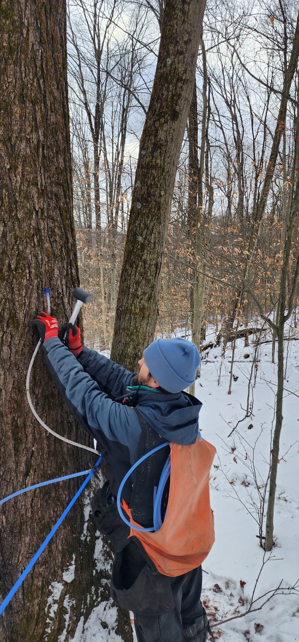 A person in winter attire is tapping a tree to collect sap, using a hammer and tubing in a snowy forest setting. The background features bare trees, typical of late winter, emphasizing the seasonal context of maple syrup production.